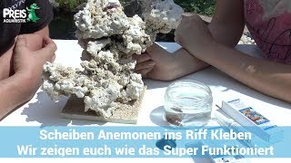 Scheiben Anemonen ins Riff kleben wir zeigen euch das mal [upl. by Gianni]