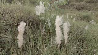 CogonGrass Imperata Cylindrica  Himachal Pradesh India [upl. by Buke664]