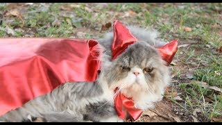 Cheap DIY Pet Costume [upl. by Netneuq10]