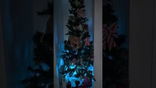 How cats take down Christmas trees dancingtoddler dance catshorts cat christmastree crazycat [upl. by Matthews]