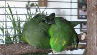 Lineolated Parakeets holding hands ♥♥♥ [upl. by Sillihp]