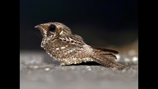 Cuban Nightjar Bin3aiah Birds [upl. by Leinadnhoj]