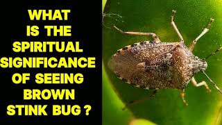 WHAT IS THE SPIRITUAL SIGNIFICANCE OF SEEING A BROWN STINK BUG [upl. by Adnertal]