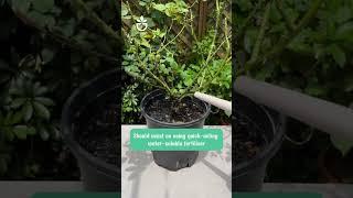 Make your flowering plants healthier link product in Bio🍀namrose garden greenrose [upl. by Ahsyekal]