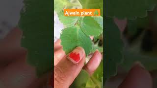 Ajwain plant ☘️trending youtube garden viralshort ☘️☘️ [upl. by Nila]