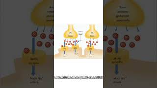 AMPA Y NMDA LOS RECEPTORES DEL DOLOR [upl. by Jabez]