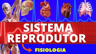 FISIOLOGIA DO SISTEMA REPRODUTOR FISIOLOGIA DE GUYTON  SISTEMA REPRODUTOR  FISIOLOGIA HUMANA [upl. by Suirrad]