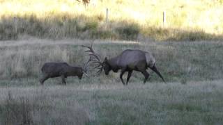 Red Stag Vs Elk [upl. by Enneibaf]