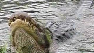 Alligator Bellowing filmed at 210 frames per second [upl. by Silvers]