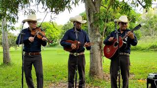 Popurri de Cumbias  Trio Alma Tamaulipeca [upl. by Octavus]