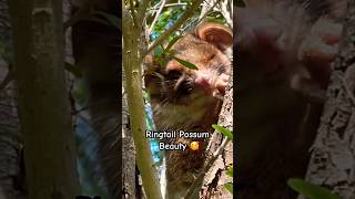 AUSTRALIAN RINGTAIL POSSUM BEAUTY  So Sleepy Cute amp Stunningly Beautiful 🤩✨ possum wildlife [upl. by Burget512]