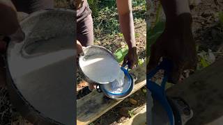 Outdoor Cooking Jamaica  How To Make Coconut Milk jamaica offgrid outdoorcooking shortsfeed [upl. by Xila]