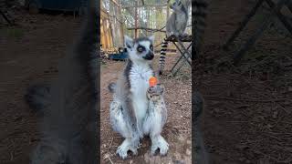 Pet Ringtailed Lemurs Eating Snacks [upl. by Eriha728]