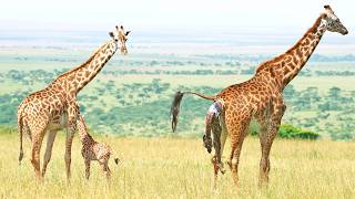 Giraffe Takes First Steps 5 Minutes After Birth [upl. by Lesh575]