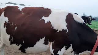 Big size High yeilderhf cow for sale 9812888886 supply in all over India [upl. by Moriyama9]