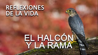 REFLEXION El HALCÓN Y LA RAMA Reflexiones de la vida para seguir adelante como ser mejor persona [upl. by Cozmo]