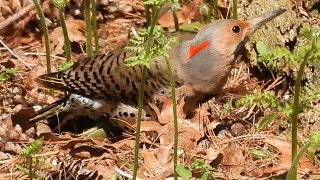 The Yellowshafted Northern Flicker flicker [upl. by Nebur]