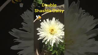 Hybrid Double Shasta Daisy  Leucanthemum x superbum ‘Diener’s Exhibition Double’ Shasta daisy 🤍💛🤍 [upl. by Eimile493]