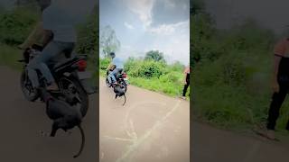 Greyhound Dog race Kolhapur Dog race  dograce sharyt trending [upl. by Eanehs651]