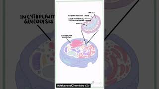 plant cell and Animal cellAnimal cell vs plant cell shortsfeed shorts [upl. by Leroi]