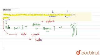 Identify each part and write whether it is haploid n or diploid2n pollen  CLASS 12  REPRO [upl. by Anahsek163]