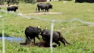 Espectacular pelea de toros quotpelea a muertequot [upl. by Ayrolg]