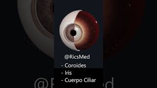 Capa vascular del ojo anatomia viral viralvideos video medicina doctor quiz fyp parati si [upl. by Slocum]