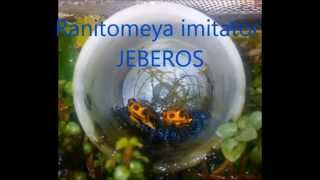 Complete metamorphosis of Ranitomeya imitator Jeberos [upl. by Suzan269]