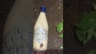 wamp j Cruikshank ginger beer Buckie found bottle digging Glasgow Scotland [upl. by Flori]