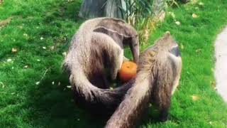 Giant Anteaters have a smashing good time at Drusillas this Halloween [upl. by Analise973]