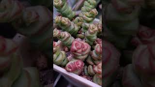 Crassula succulent plants [upl. by Asek]