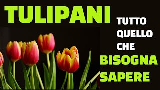 TULIPANI tutto quello che bisogna sapere [upl. by Elston544]