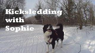 Kicksledding with my dog [upl. by Atiuqihc]