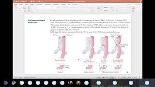 Term 2 Exam 2 Review  Gastrointestinal Anatomy amp Physiology [upl. by Kcirttap]