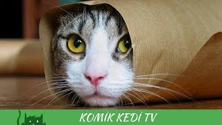 Eğlence Komik Kedi Vine Videoları [upl. by Leval]