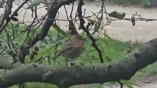 20241114 LJUBLJANA Botanični vrt PASSERIFORMES Erithacus rubecula TAŠČICA [upl. by Leonerd]