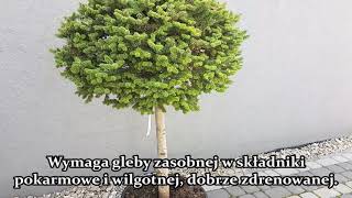 Jodła koreańska Cis  Abies koreana Cis BONSAI jodła formowana o kulistym pokroju [upl. by Johppa]