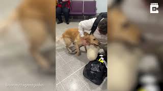 DOG REUNITED WITH OWNER IN AIRPORT [upl. by Alfredo511]