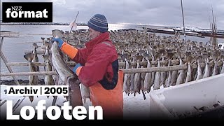 Lofoten Ohne Dorsch kein Stockfisch  Dokumentation von NZZ Format 2005 [upl. by Simone770]