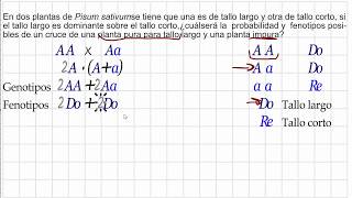 Cruce monohíbrido cruce de un homocigoto dominante con un heterocigoto [upl. by Ettenad]