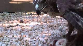 Red Tail Hawk Eating [upl. by Tildy387]