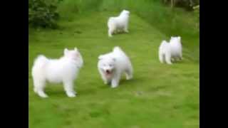 Puppy Love  Samoyed Puppies [upl. by Michaeu780]