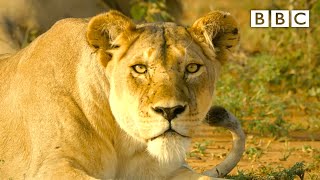 When lions are forced to share food 😯 Serengeti II  BBC [upl. by Annadiana]