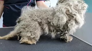 WORST Dog Condition Ive EVER Seen I FULLY MATTED With Fleas and Ticks [upl. by Ivette]