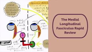 Medial Longitudinal Fasciculus Rapid Review [upl. by Mcwilliams]