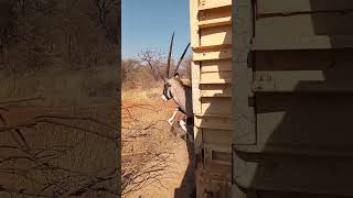 gemsbok offload gemsbok oryx [upl. by Eiznekcm]