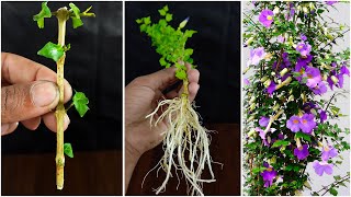 Propagation of Bush clock vine plant  Grow Thunbergia Erecta from cuttings thunbergia [upl. by Norat793]