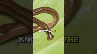 Watch out for this worm animals worm facts shorts [upl. by Oam601]