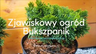 Chamaecyparis obtusa Nana Gracilis Hinoki Cypress  Cyprysik tępołuskowy japoński Opis sadzonki [upl. by Aihsekyw]