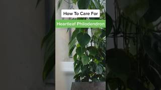 How to care for Heartleaf Philodendron howto ideas gardenideas houseplants philodendron plants [upl. by Aliehs]